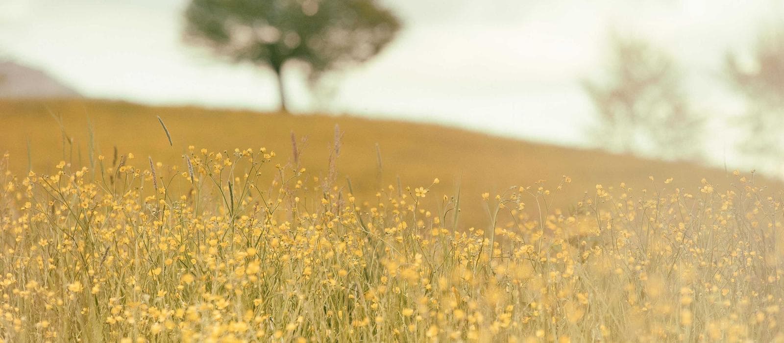 Map showing Hotel Zum Riesen in Hanau